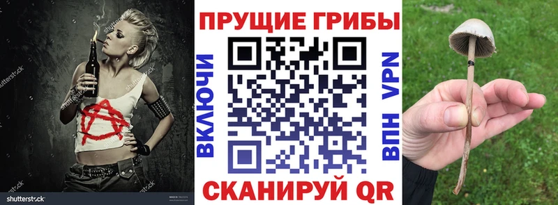 Псилоцибиновые грибы Psilocybine cubensis Карпинск